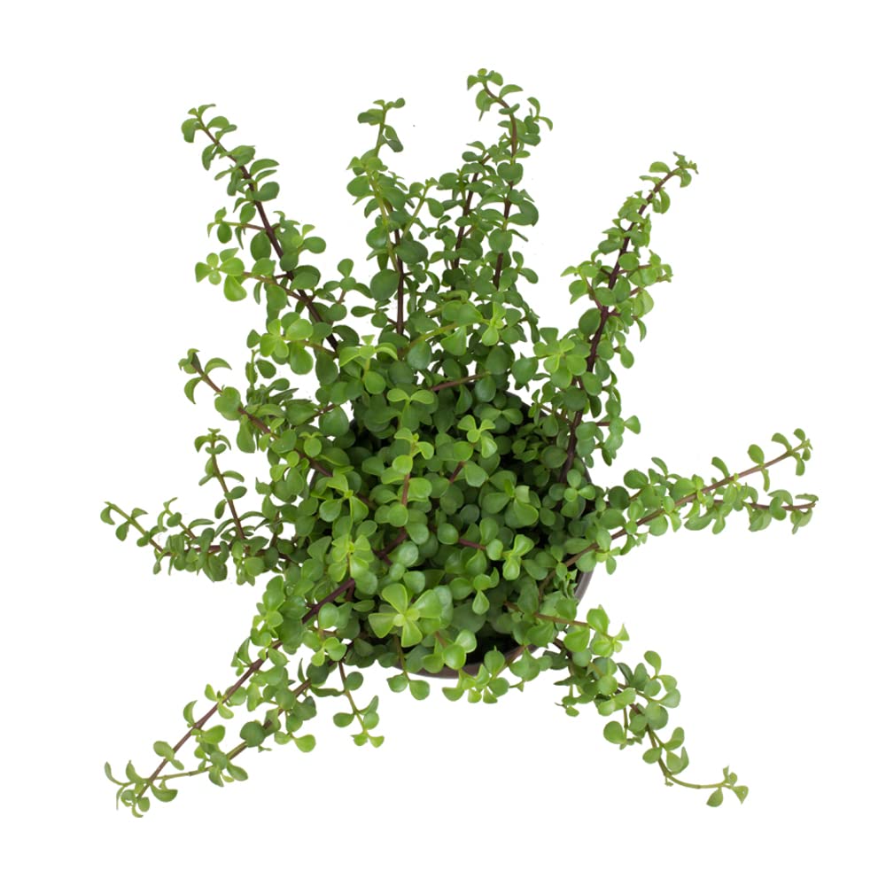 Trailing Elephant Bush Succulents, Hanging Plants Live Succulents Plants Live Houseplants, Hanging Planter Basket, Mini Succulents Live Plants Indoor Plants in Plant Basket by Plants for Pets