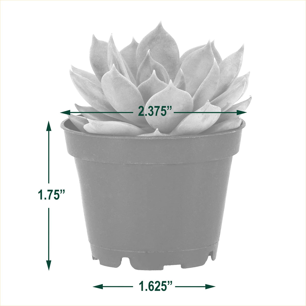 Arcadia Garden Products Live Assorted Mini Succulents in 2 in. Grower Pot, 12-Pack, Green (LV66) ***Cannot Ship to Hawaii***