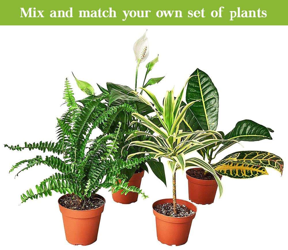 White Bird of Paradise Strelitzia Nicolai Live Plant for Indoor | Different Houseplants in 4'' & 6'' Pot | Real House Plant for Living Room, Office & Desk | Strelitzia Nicolai