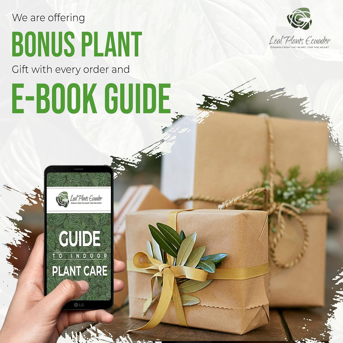 LEAL PLANTS ECUADOR Begonia Yellow (Pack of 2) – Attractive Flowering Indoor Plant,Easy Care, Air-Purifying House Plant for Wellness & Home Decor, Office Desk,Unique Sustainable Gift for Plant Lovers