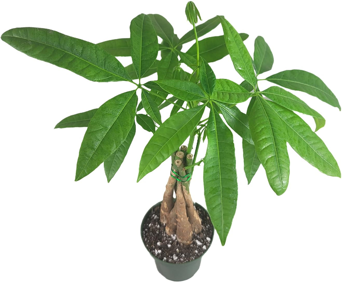 Chinese Money Tree Live Plant - Pachira Aquatica - Braided Chinese Money Plant Live - 12 to 16 inches Tall Live Bonsai Tree - Air Purifying Plant - California Seller