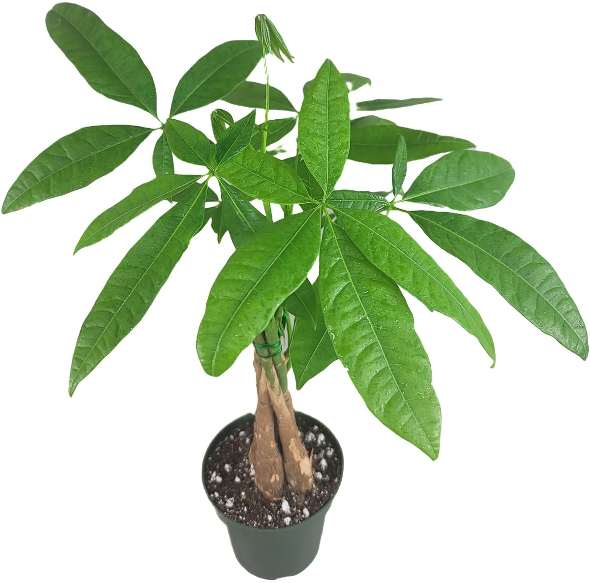 Chinese Money Tree Live Plant - Pachira Aquatica - Braided Chinese Money Plant Live - 12 to 16 inches Tall Live Bonsai Tree - Air Purifying Plant - California Seller