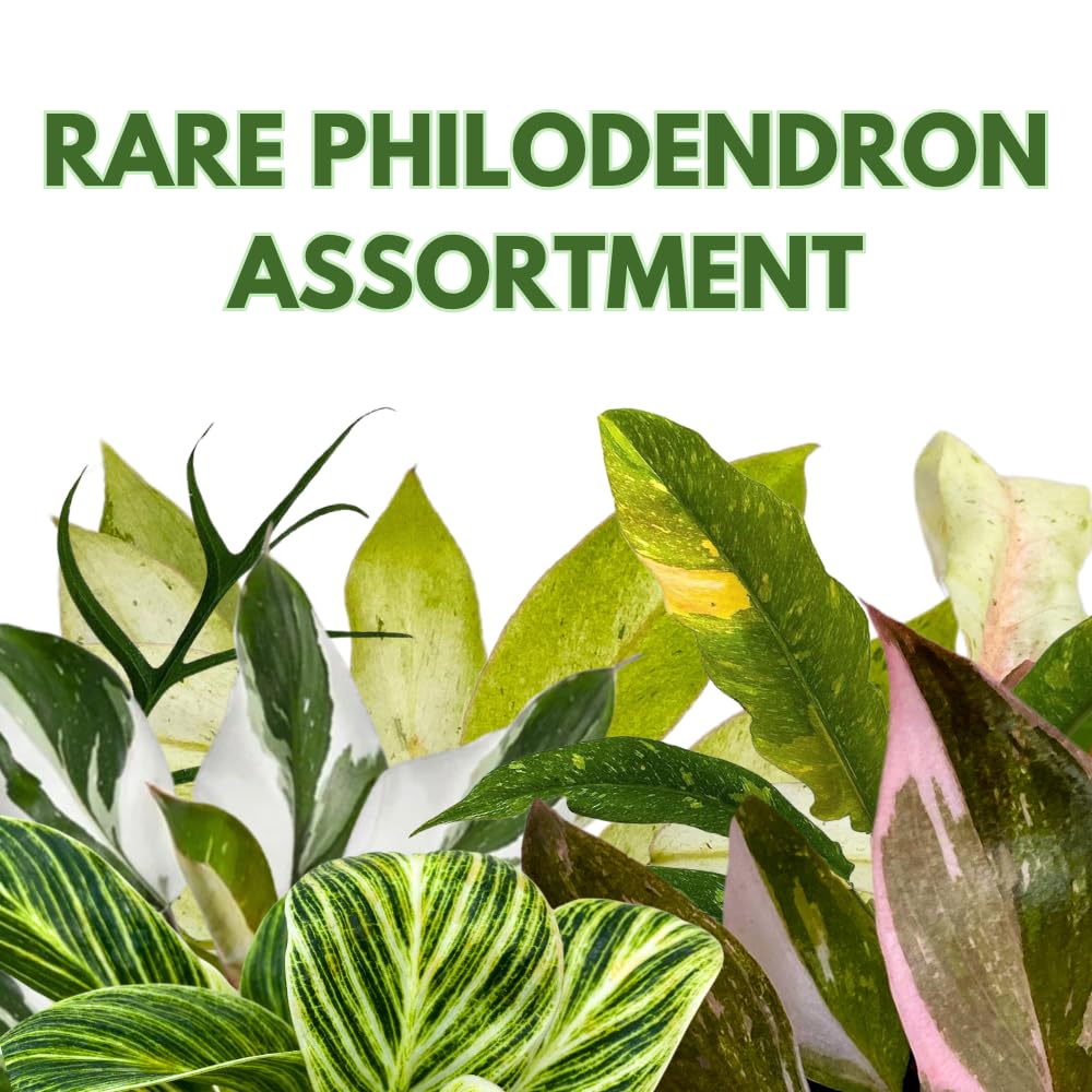BubbleBlooms Rare Variegated Philodendron Assortment in 4 inch Pots Set of 3