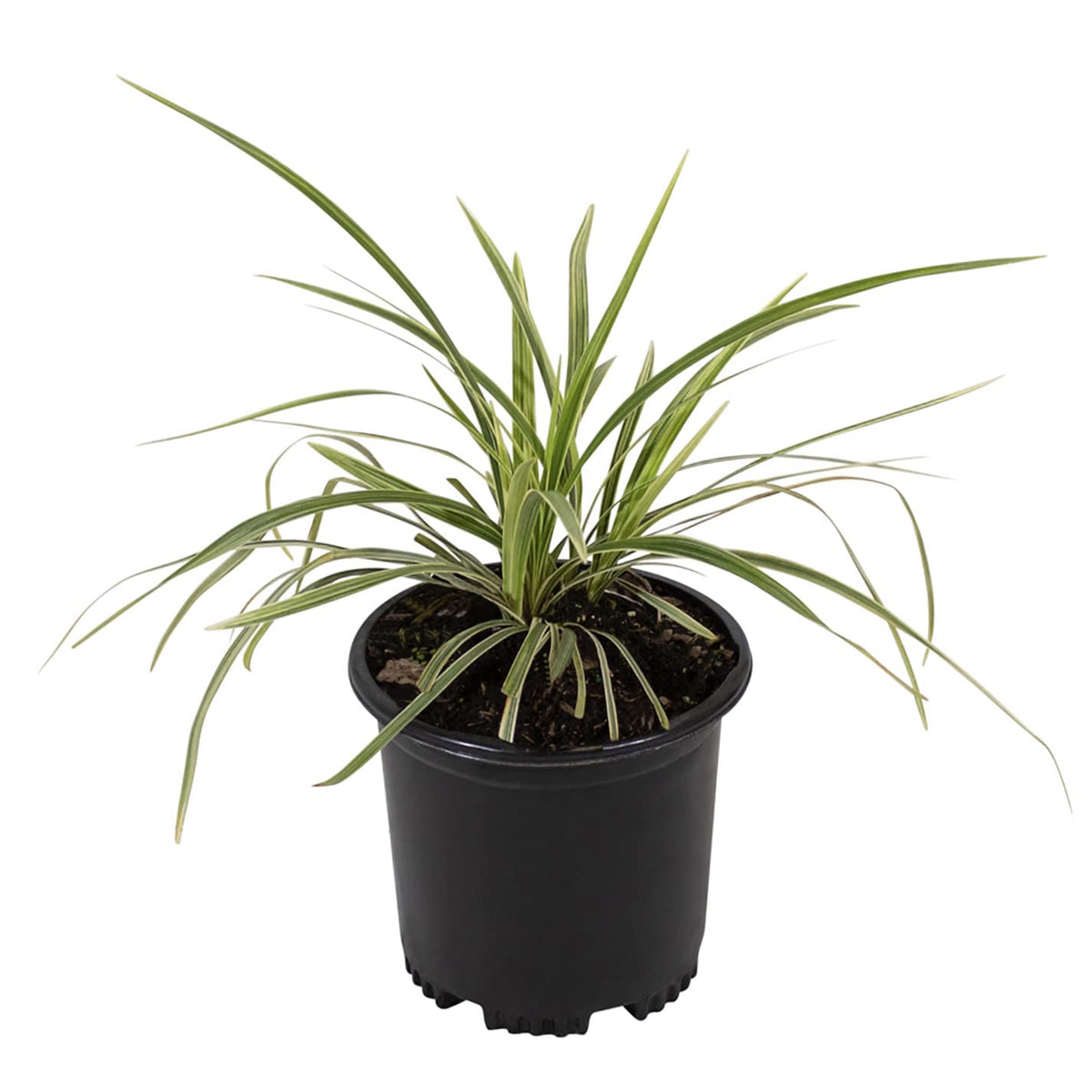 Aztec Grass Liriope Muscari, Outdoor Plants Live Ornamental Grass Plants Live Plants, Evergreen Garden Decor, Landscape Edging Liriope Plants, Flowering Plant Blooms Purple Flowers by Plants for Pets