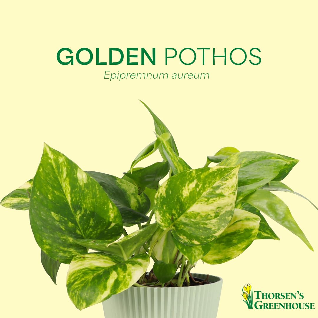 Thorsen's Greenhouse Golden Pothos, Live Indoor Vining Plant, Easy to Grow, Variegated Houseplant, Natural Air Purifier (Gold, 4-inch Pot)