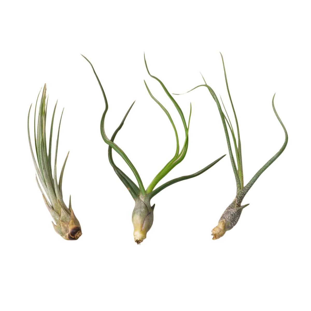 Air Plants Live Variety Pack - Pack of 3 Live Air Plants - Tillandsia Live Plants Assorted - Air Purifying Plant - California Seller