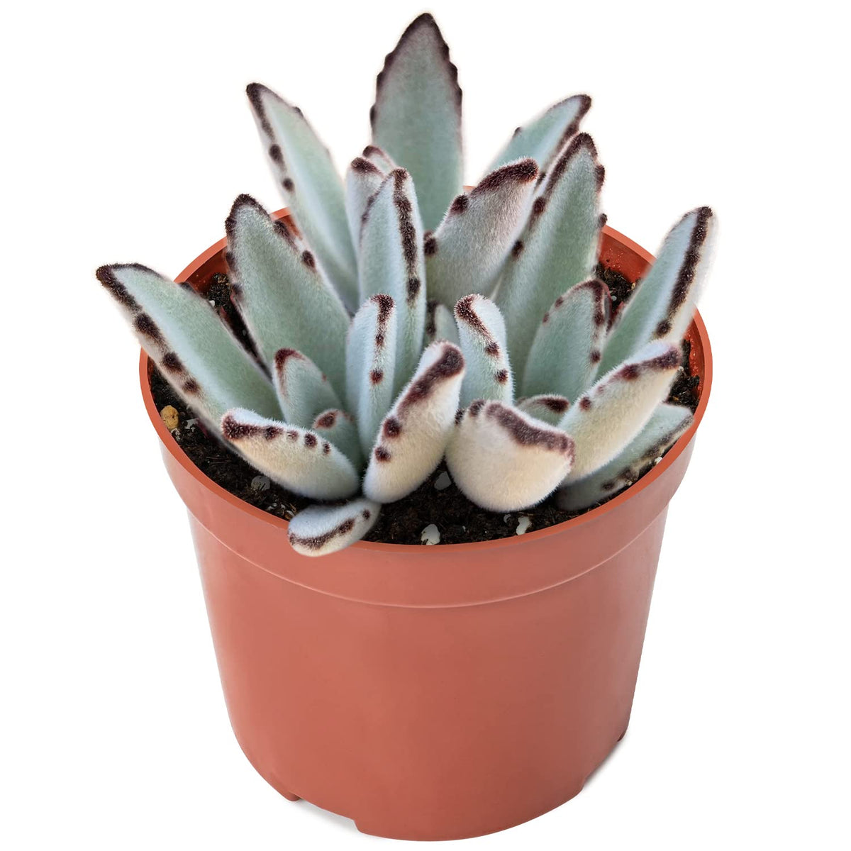 Sprout N Green Kalanchoe Tomentosa Panda Plant with 4 inch Starter Pot, Rare Live Succulent Plant Fully Rooted, Home Office Indoor Outdoor Wedding Decoration DIY Projects Party Favor