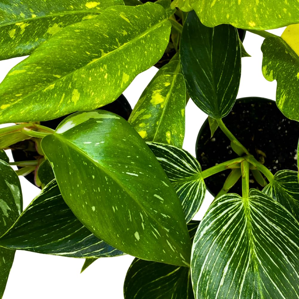 BubbleBlooms Rare Variegated Philodendron Assortment in 4 inch Pots Set of 3