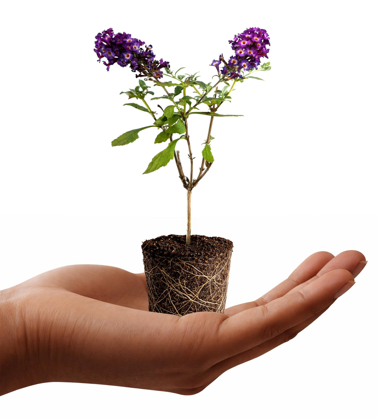 Buddleia Davidii Butterfly Bush Blueberry Pie | 3 Live Plants | Fragrant Blooms, Attracts Butterflies, Summer Flowering, Drought Tolerant, Fast Growing, Low Maintenance, Ornamental Shrub
