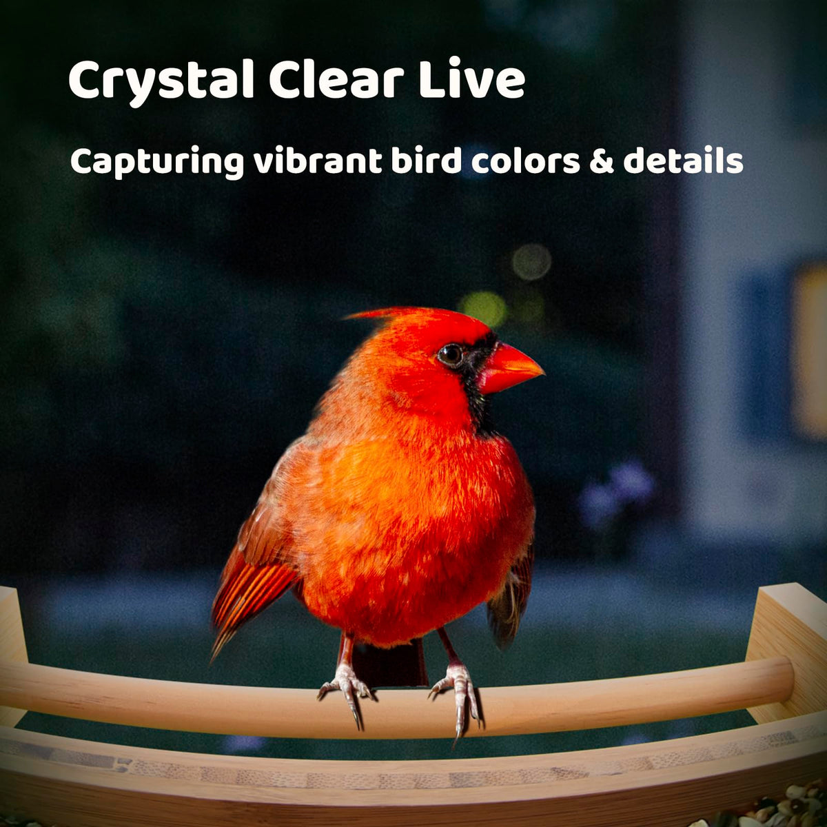 NETVUE by Birdfy Smart Bird Feeder with Camera Solar Powered 2K Live Steam&AI Bird Species Identification&Motion Detection,Birds Watching Wood Feeder for Chistmas Gift for mom,Children and Myself