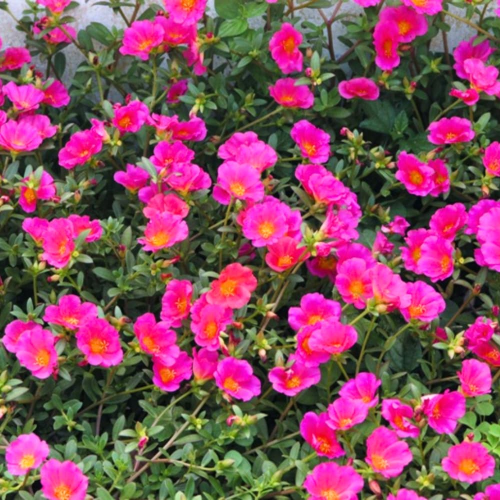 4 Deep Pink Moss Rose Plants Live, Portulaca Ground Cover Flowers, 4-6 Inch Tall Plants for Garden or Containers