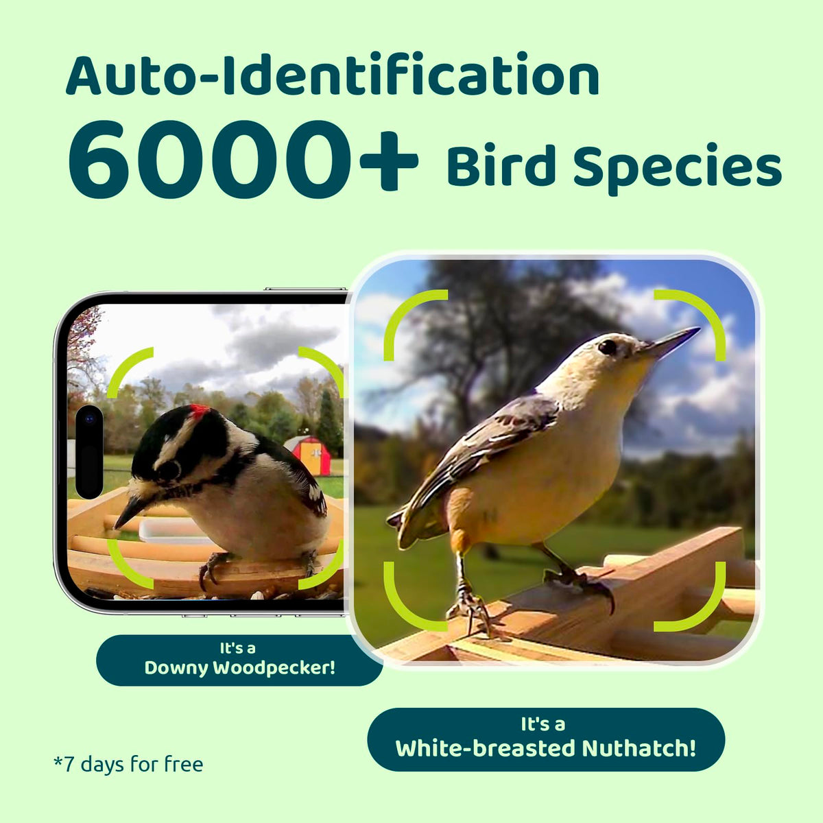 NETVUE by Birdfy Smart Bird Feeder with Camera Solar Powered 2K Live Steam&AI Bird Species Identification&Motion Detection,Birds Watching Wood Feeder for Chistmas Gift for mom,Children and Myself