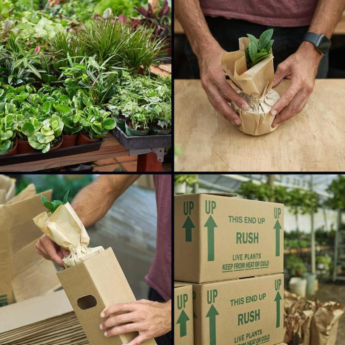 Philodendron 'Velvet' | Live Plant for Indoor & Outdoor | for Living Room, Office, Bathroom | (6" Pot)