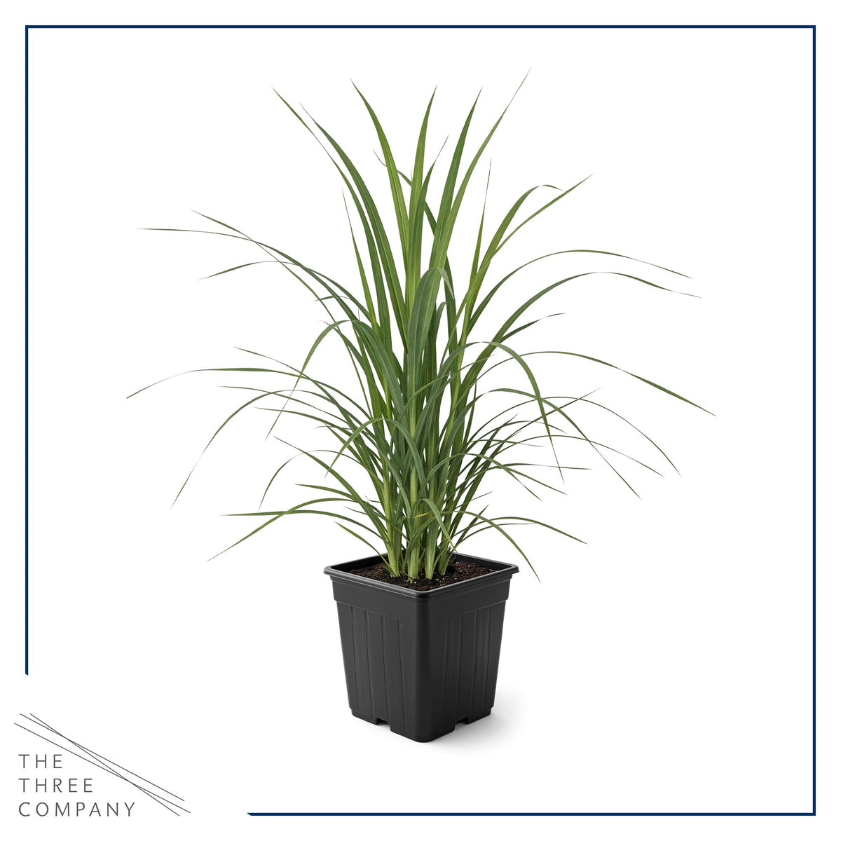 Live Ornamental Pampas Grass (Cortaderia selloana) - White - Perennial Accent Plant - 10" Tall by 5" Wide in 1.5 Qt Pot