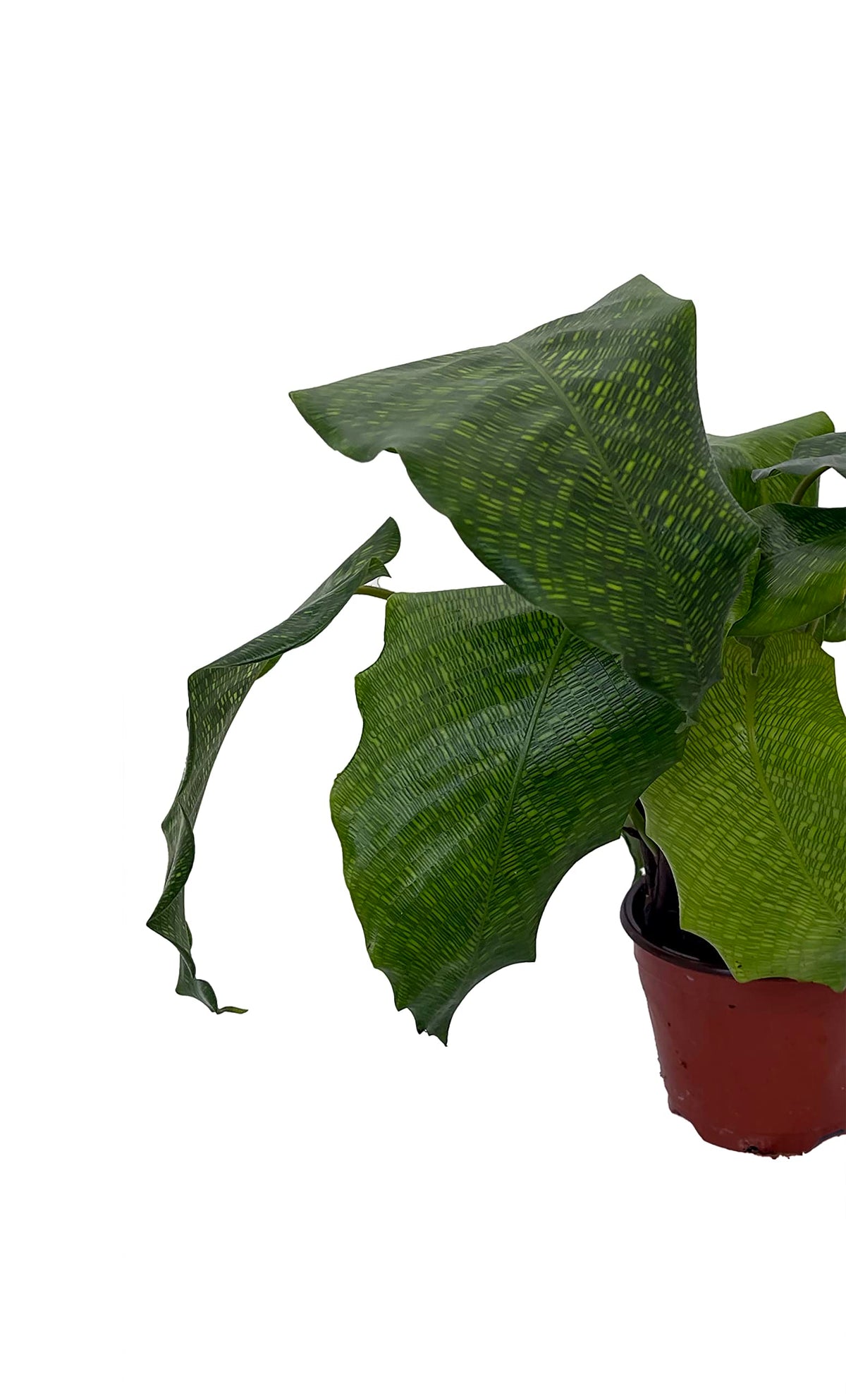 Rare Mosaic Prayer Plant - Network Calathea - Calathea mosaicca - 4" Pot