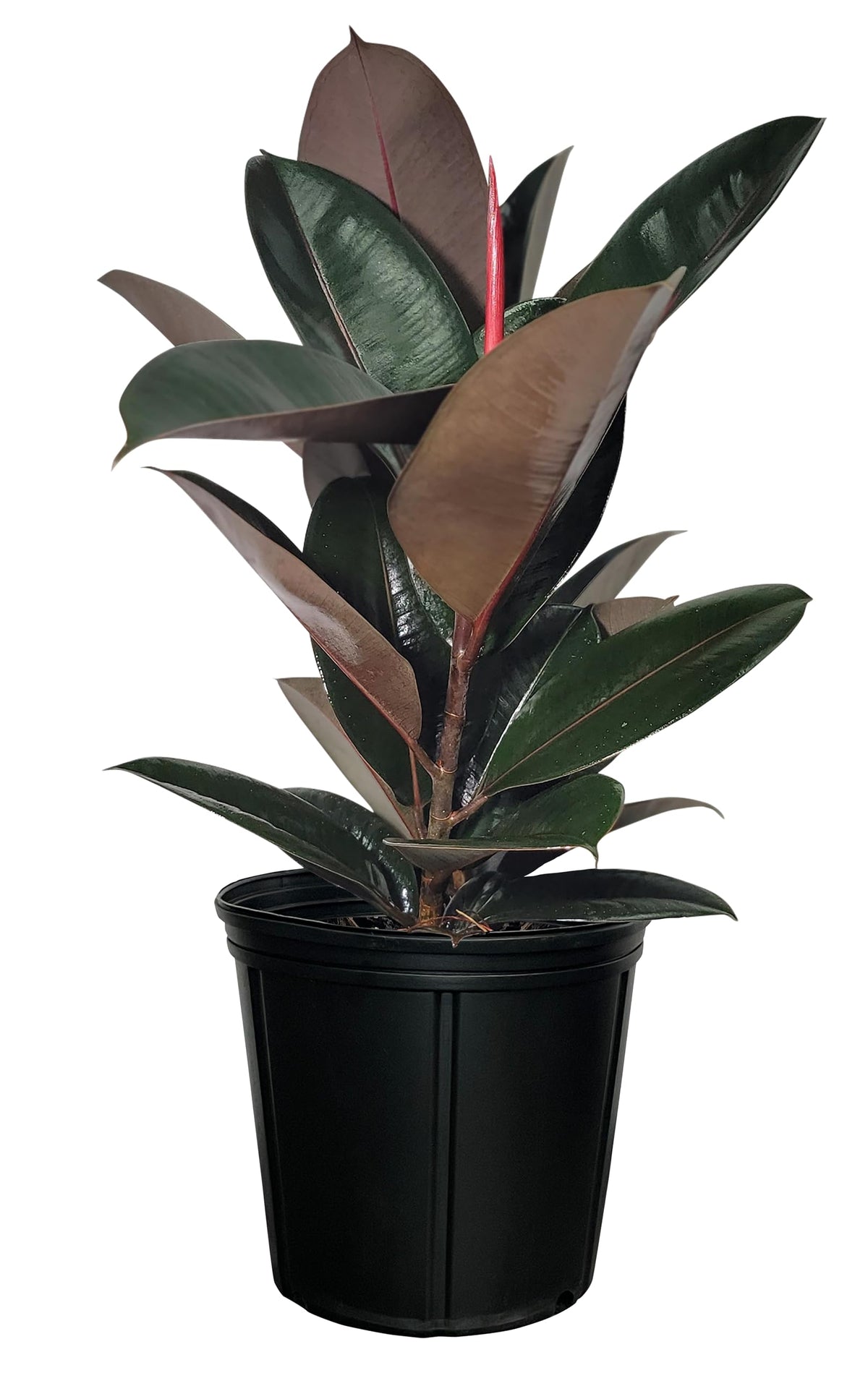 Nature's Way Farms Ficus Burgundy Rubber, Live Plant, Easy Care Indoor Tree, Large & Glossy, Grow in Indirect Bright Light, Perfect for Plant Lovers & Beginners, in Grower Pot (25-30 in Tall)