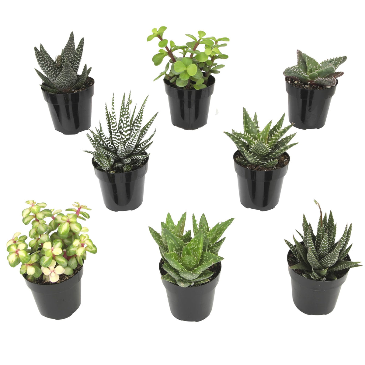Altman Plants, Live Succulents Plants Live Window Plants (8PK), Live Indoor Plants Live Houseplants, Live Plants Indoor Cactus Plants Live, Succulent Plants House Plants Indoors Live in Succulent Soil