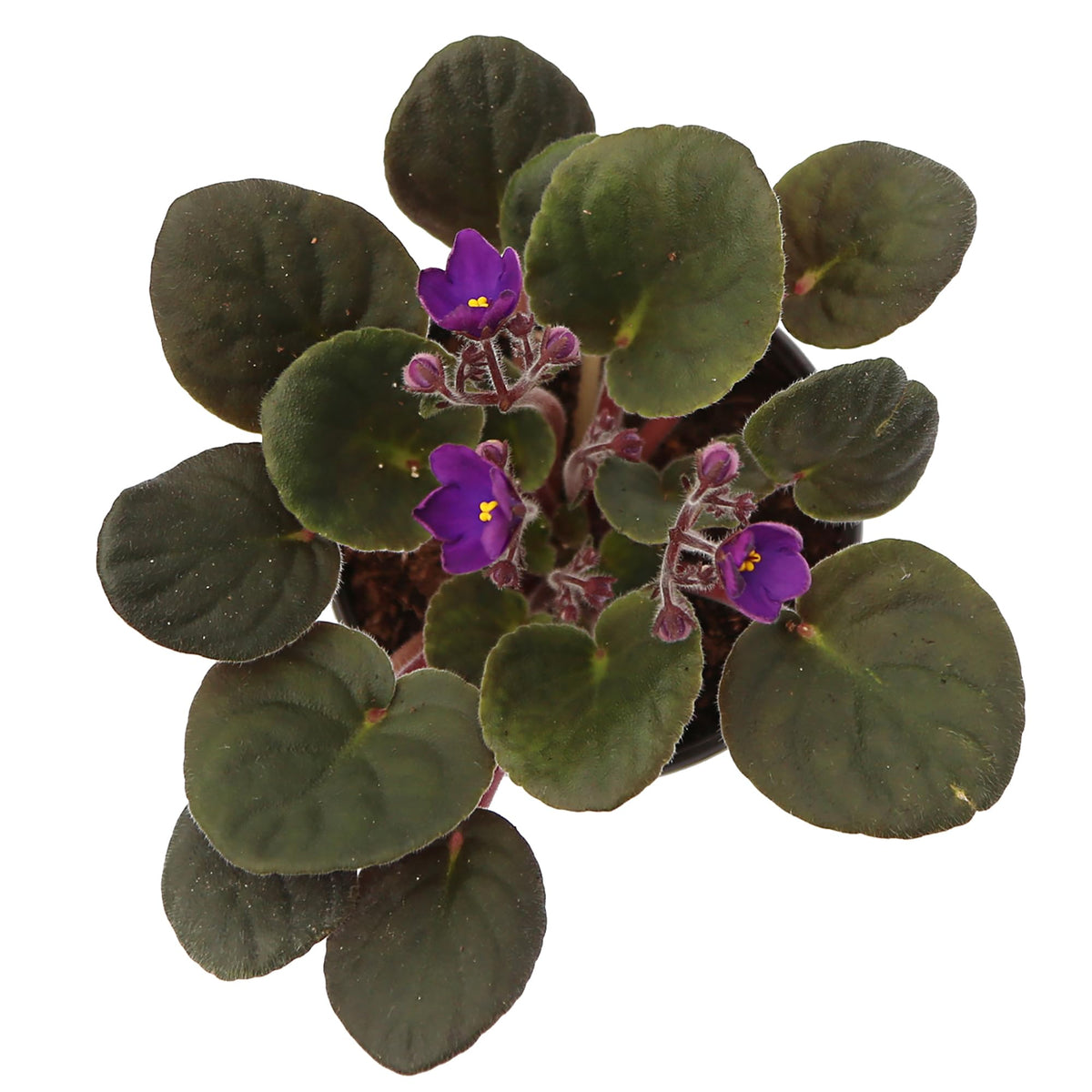 Live Combo 4 Plants African Violets, Blooming Plant, Plant Lover Gift, Housewarming Gift, Birthday Gift, Floral Arrangements, Thank You Gift in 4" Pots
