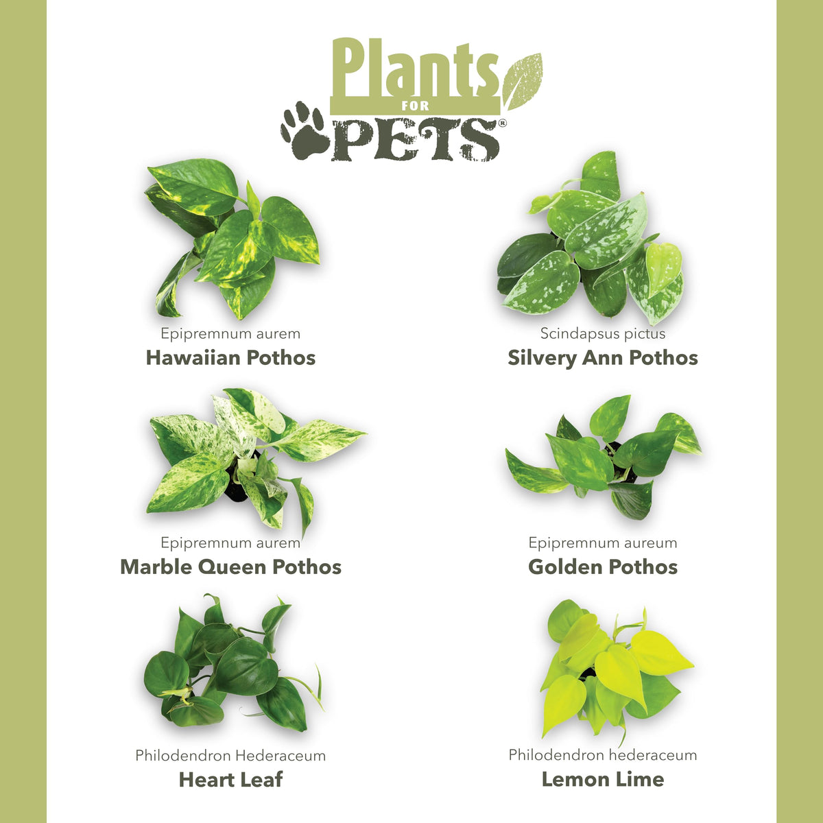 Plentiful Pothos & Philodendron (6-Pack), Pothos Live Plant Decor, Office Plants, Real Plants, Easy Indoor Plant, House Plants Indoors Live Plants Indoor Plants Live Houseplants by Plants for Pets