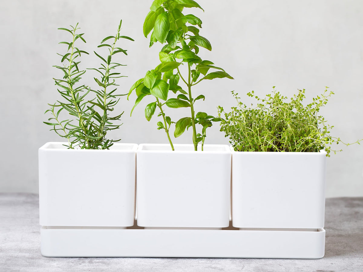 D'vine Dev Herb Garden Planter Set, Plastic Plant Pots with Drainage and Saucer, Indoor Succulent Cactus Vegetable Pot for Windowsill, Garden Balcony, White, Set of 2, 76-V-A-2