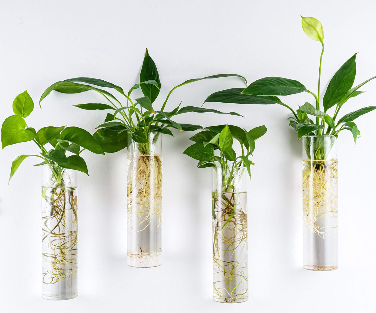 Kingbuy Wall-Mounted Plant Terrarium Propagation Station - 4 Cylinder Hanging Glass Tubes Planter for Hydroponic Plants, Indoor Wall Vases & Decorative Plant Holder Bathroom Office Living Room Decor
