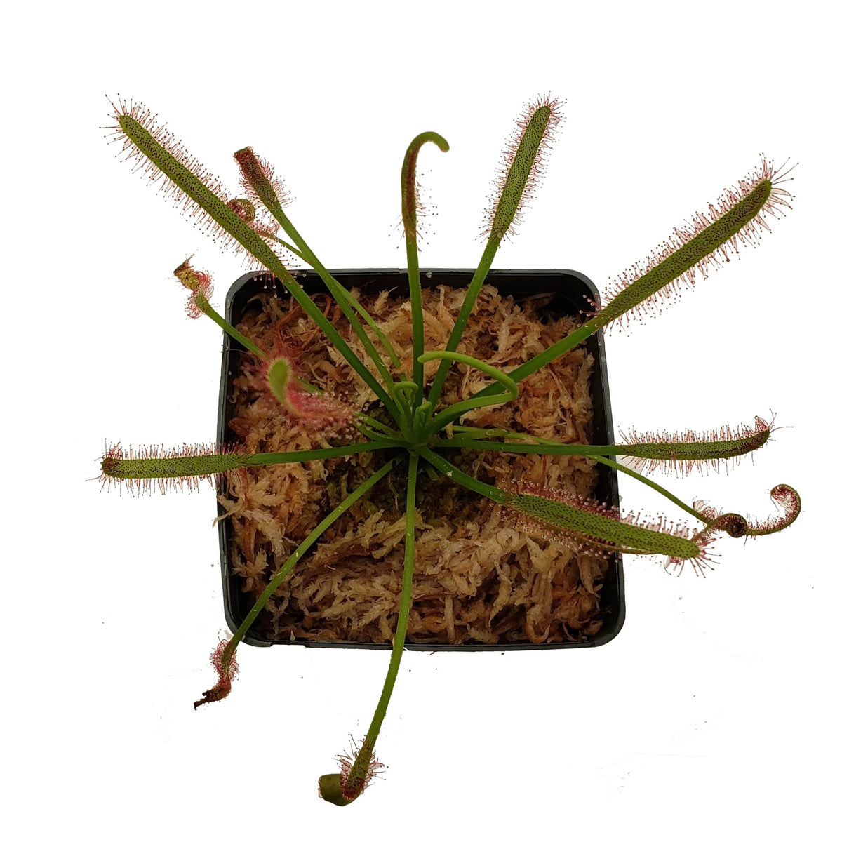 Cape Sundew - Drosera capensis - Carnivorous Plant 3" Pot