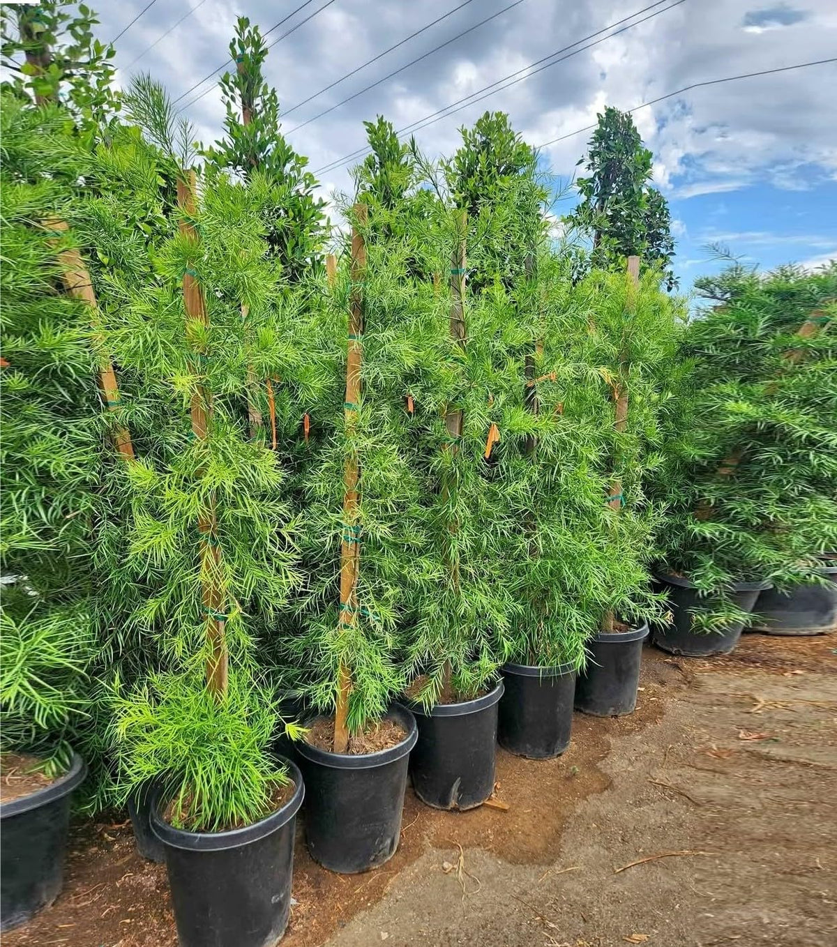 Podocarpus Macrophyllus Hedge Tree, Full Sun Outdoor Plant, Evergreen Privacy Screen, Low Maintenance, Drought Tolerant, Ornamental Foliage, Japanese Yew (2, 1-2 FT 1 Gallo Potted)