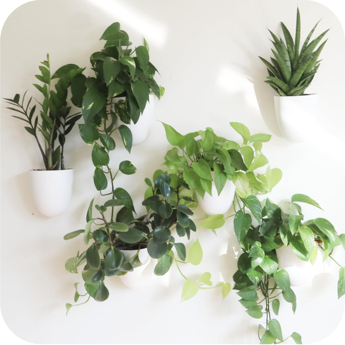 PlantPod Classic - Self-Watering Wall Planters (6, White) - Easy to Water and Install - Lightweight - Design Your Own Vertical Garden - Wall Planters for Indoor Plants