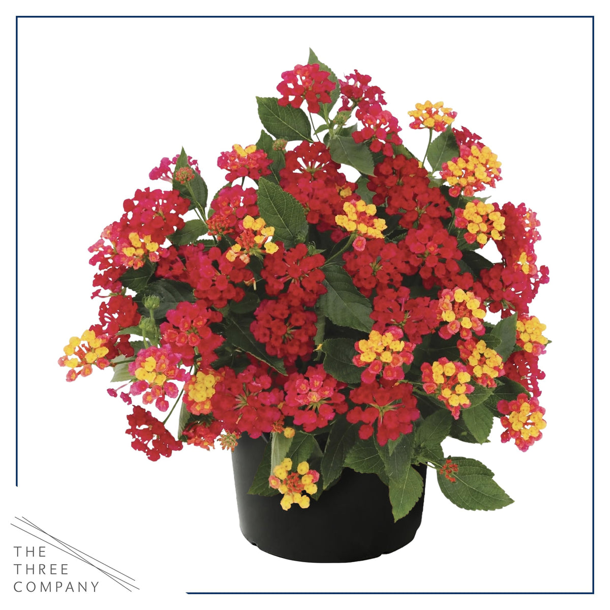 Live Flowering Lantana - Havana Red Sky (2 Plants Per Pack), Healthy Blooming Pollinator, 8" Tall by 5" Wide in 1 Qt Pot